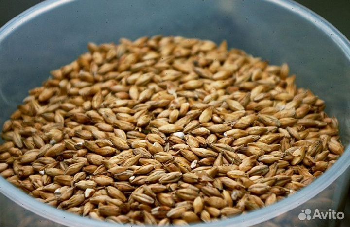 Купить овес