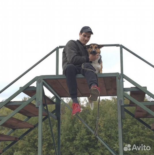 Дрессировка собак, кинолог