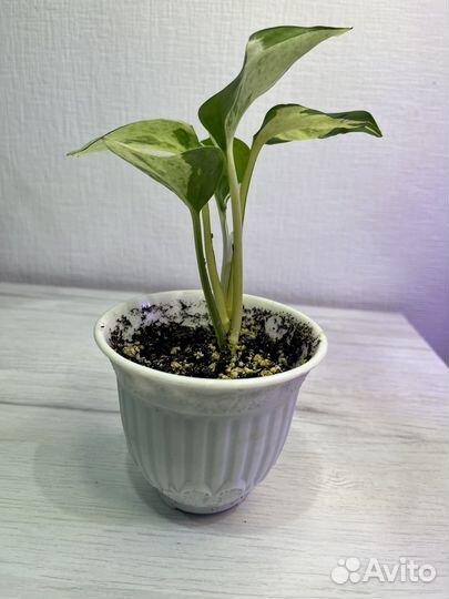 Комнатные растения цветы