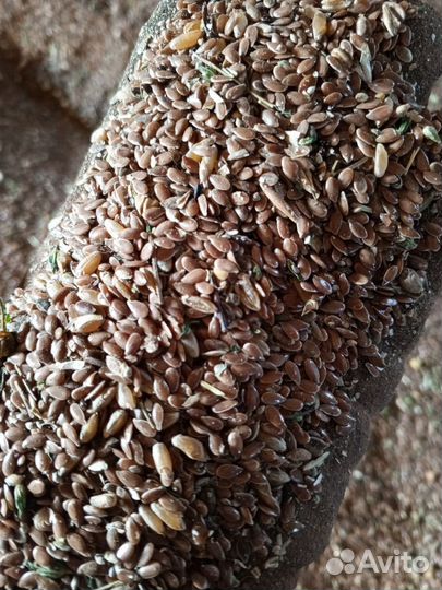 Лен масличный