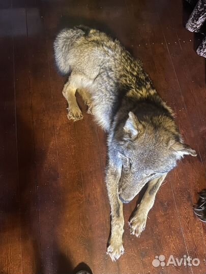 Чучело волка