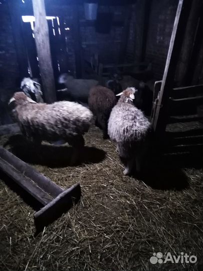 Овцы бараны