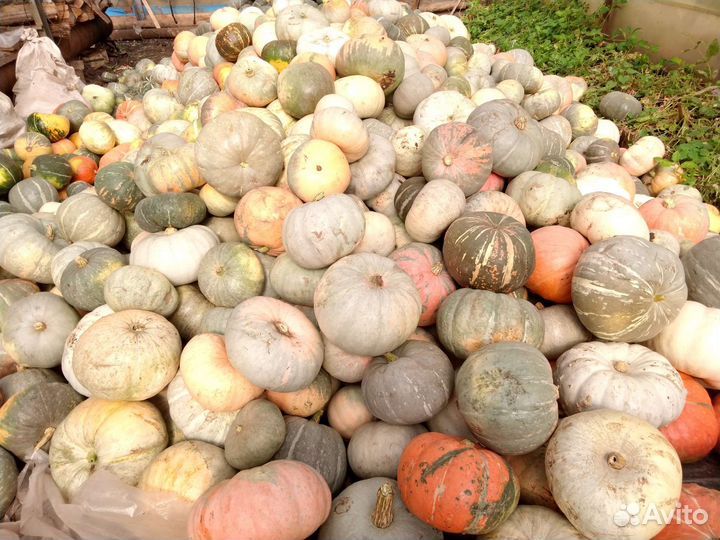 Тыква мускатная (витаминная). Мраморная. Серая