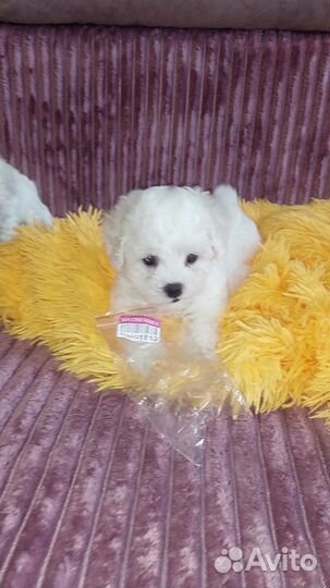 Бишон фризе щенки