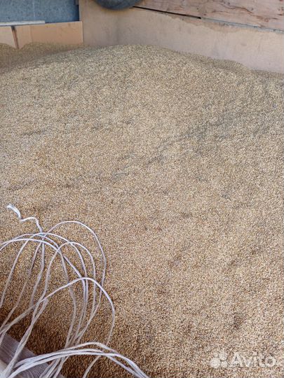 Зерно ячмень