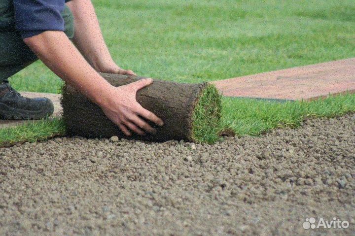 Продажа рулонного газона эконом