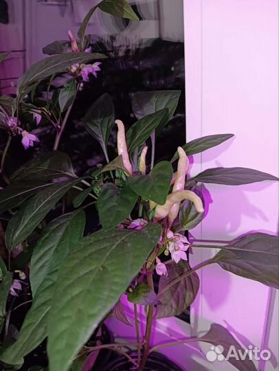 Декоративный перец 