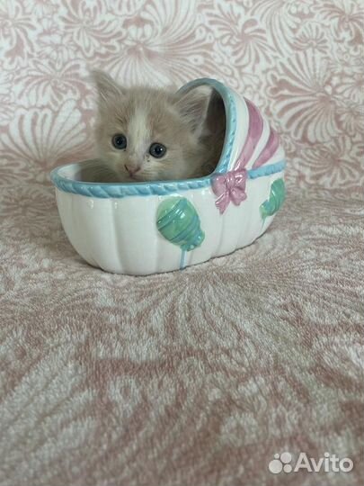 Отдам котят в добрые руки