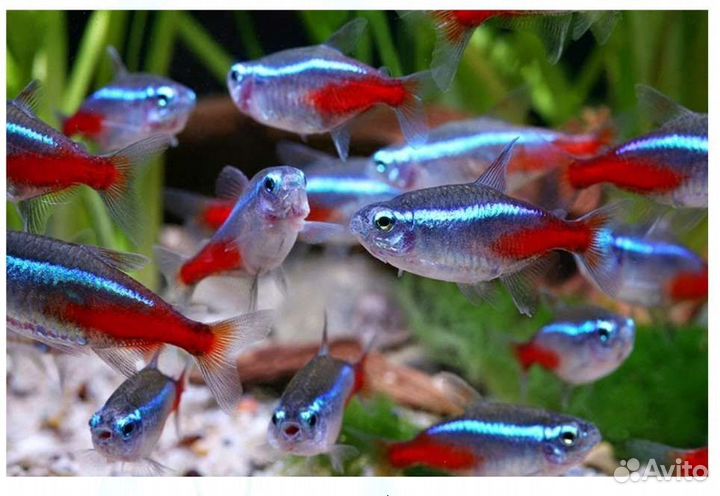 Аквариумные рыбки неоны голубые