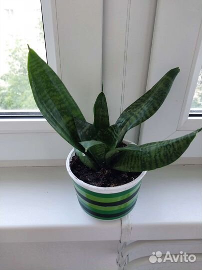 Сансевиерия два вида