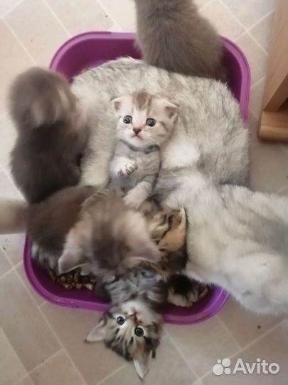 Котята шотландской вислоухой