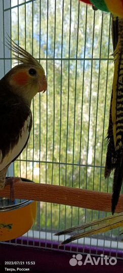 Птенцы нимфа-корелл