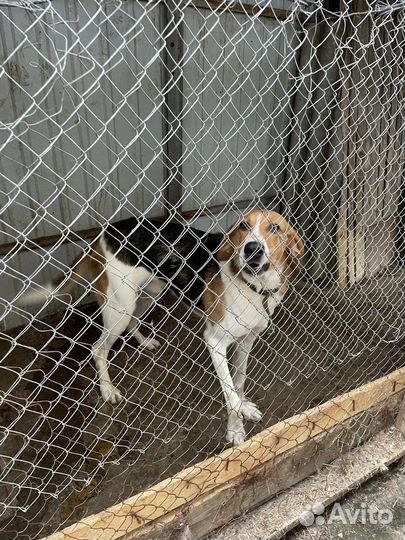 Охотничья борзая