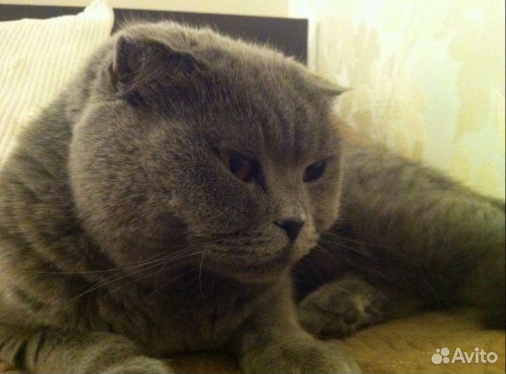 Шотландская вислоухая кошка