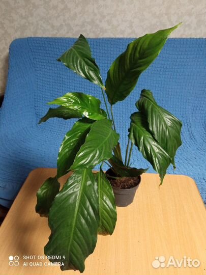 Спатифиллум