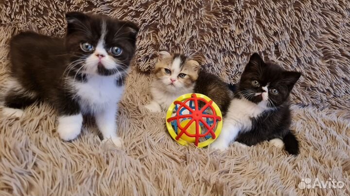 Шотландские вислоухие и прямоухие котята