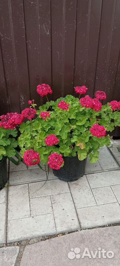 Пеларгония герань 150