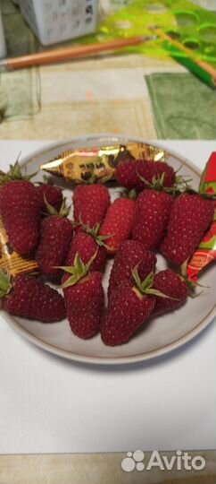 Саженцы ремонтантной малины