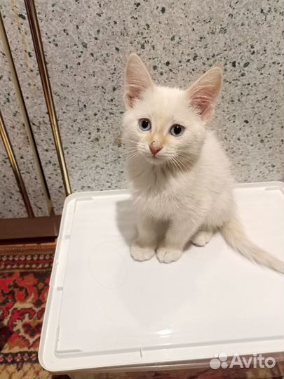 Котенок мальчик