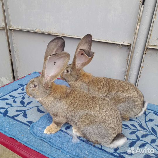 Продажа кроликов