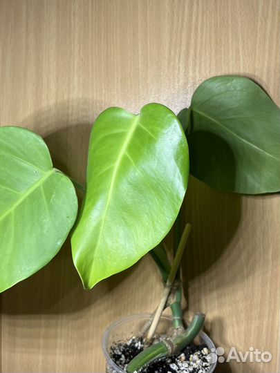 Монстера деликатесная борзига