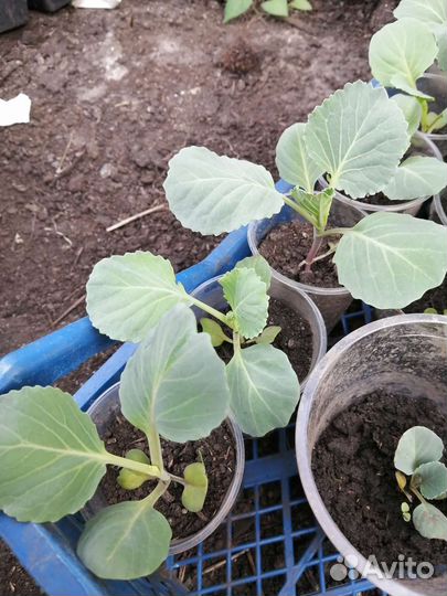 Рассада помидор и перцев