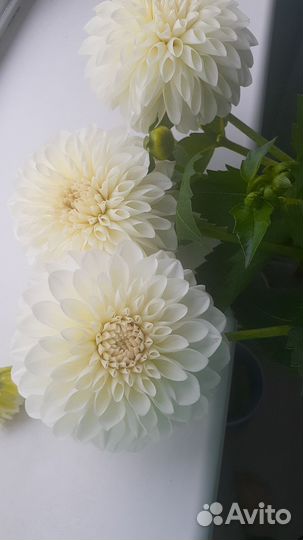 Георгин бум бум вайт