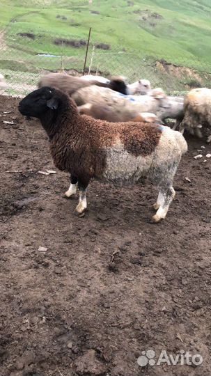 Бараны дорпер