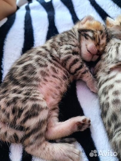 Бенгальская