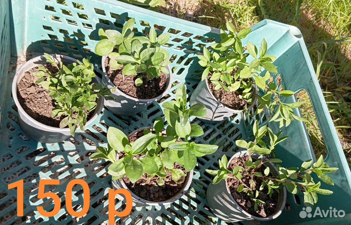 Растения для сада