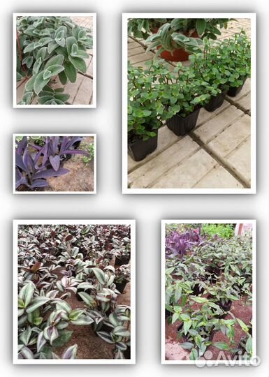 Комнатные растения