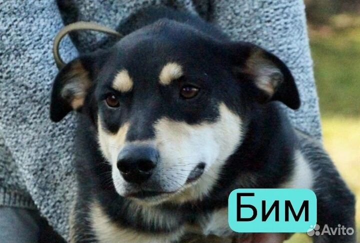 Собака в добрые руки щенок