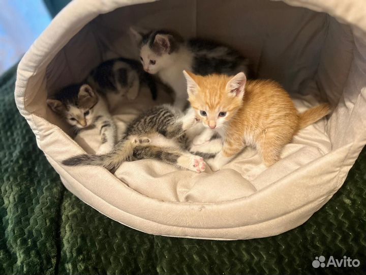 Котята в добрые руки даром бесплатно