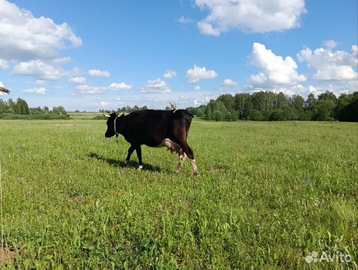 Корова дойная стельная