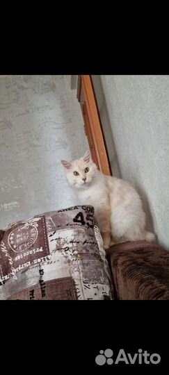 Курильский бобтейл в добрые руки