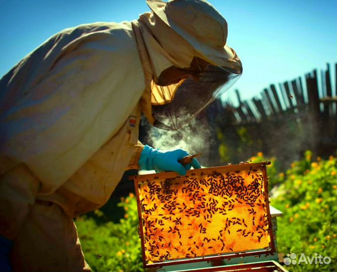 2024 Мед натуральный алтайский опт