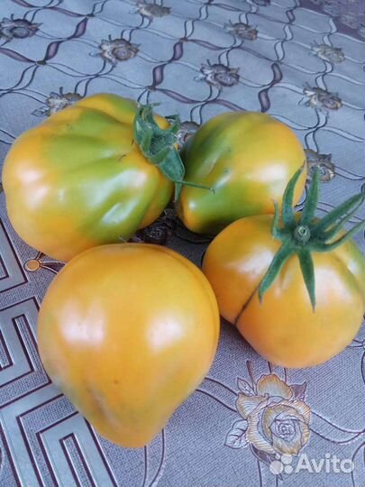 Семена коллекционных томатов