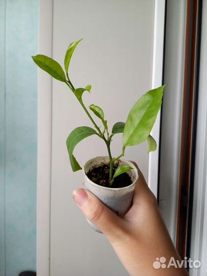 Лимон Павловский