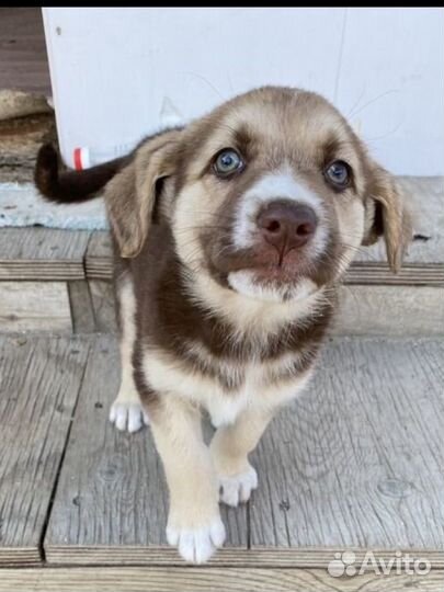 Отдам в добрые руки щенка