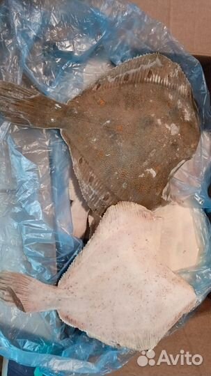 Камбала б/г Атлантическая 1000+ штучной заморозки