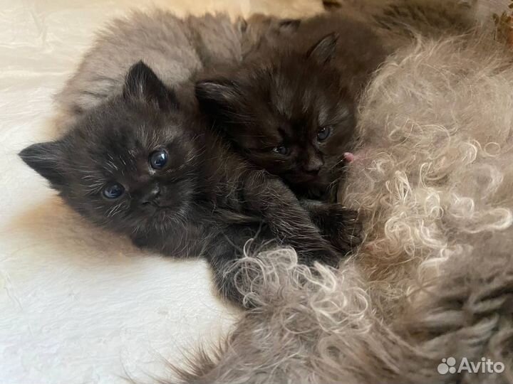 Котята в хорошие руки