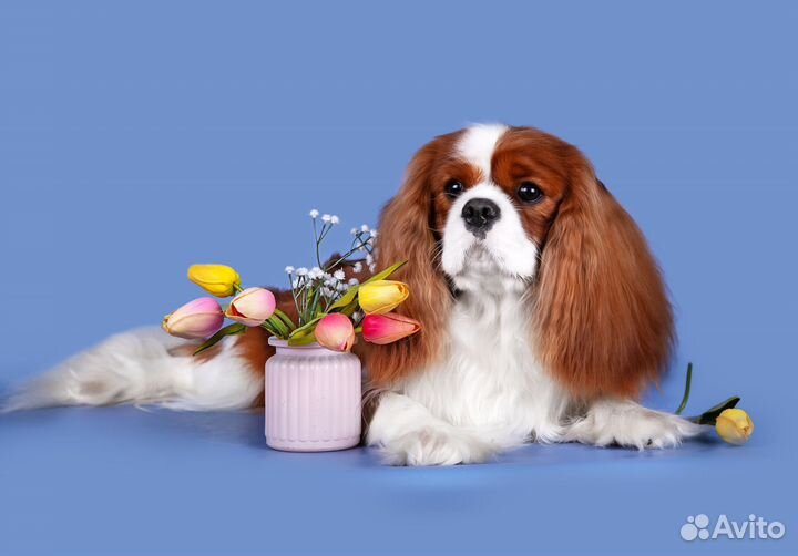 Кавалер для вязки