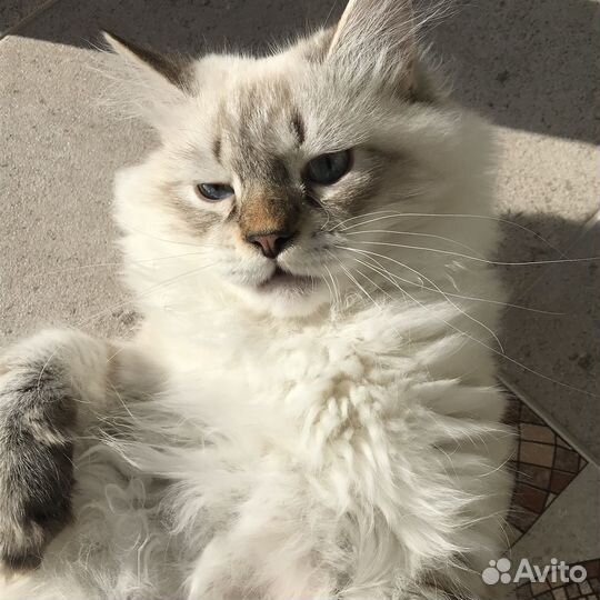 Передержка кошек