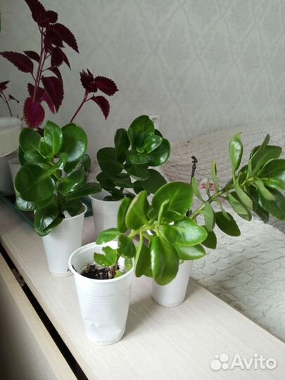 Каланхоэ розовый