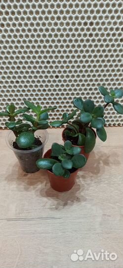 Красула овата(денежное дерево)