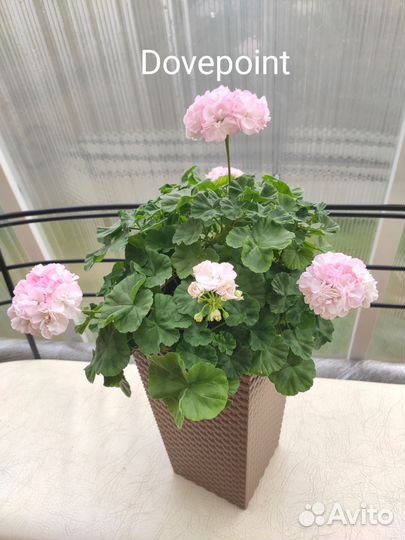 Пеларгония герань сортовая