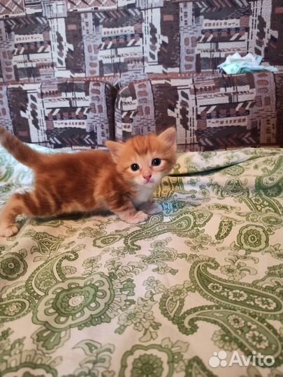 Рыжие хвостики в добрые руки