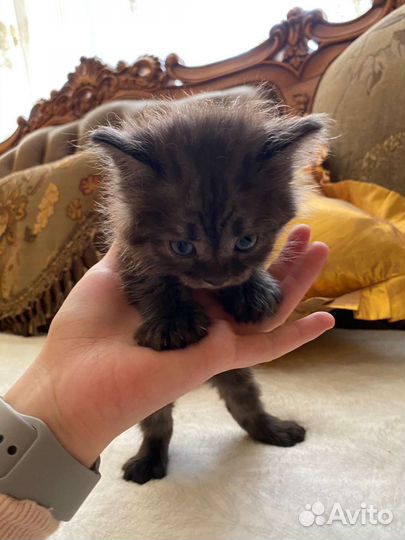 Котята в дар