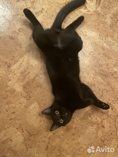 Котик 6 месяцев