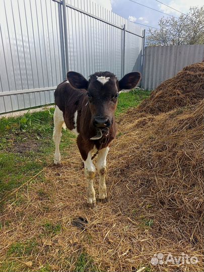 Продажа телят